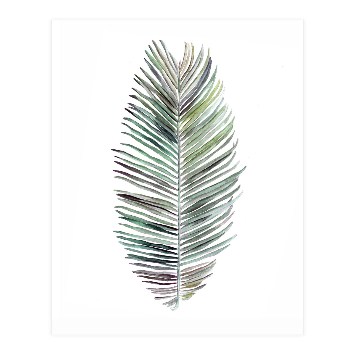 Botanical Illustration Cocos Palm (Print Only)