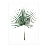 Botanical Illustration Fanpalm (Print Only) thumbnail