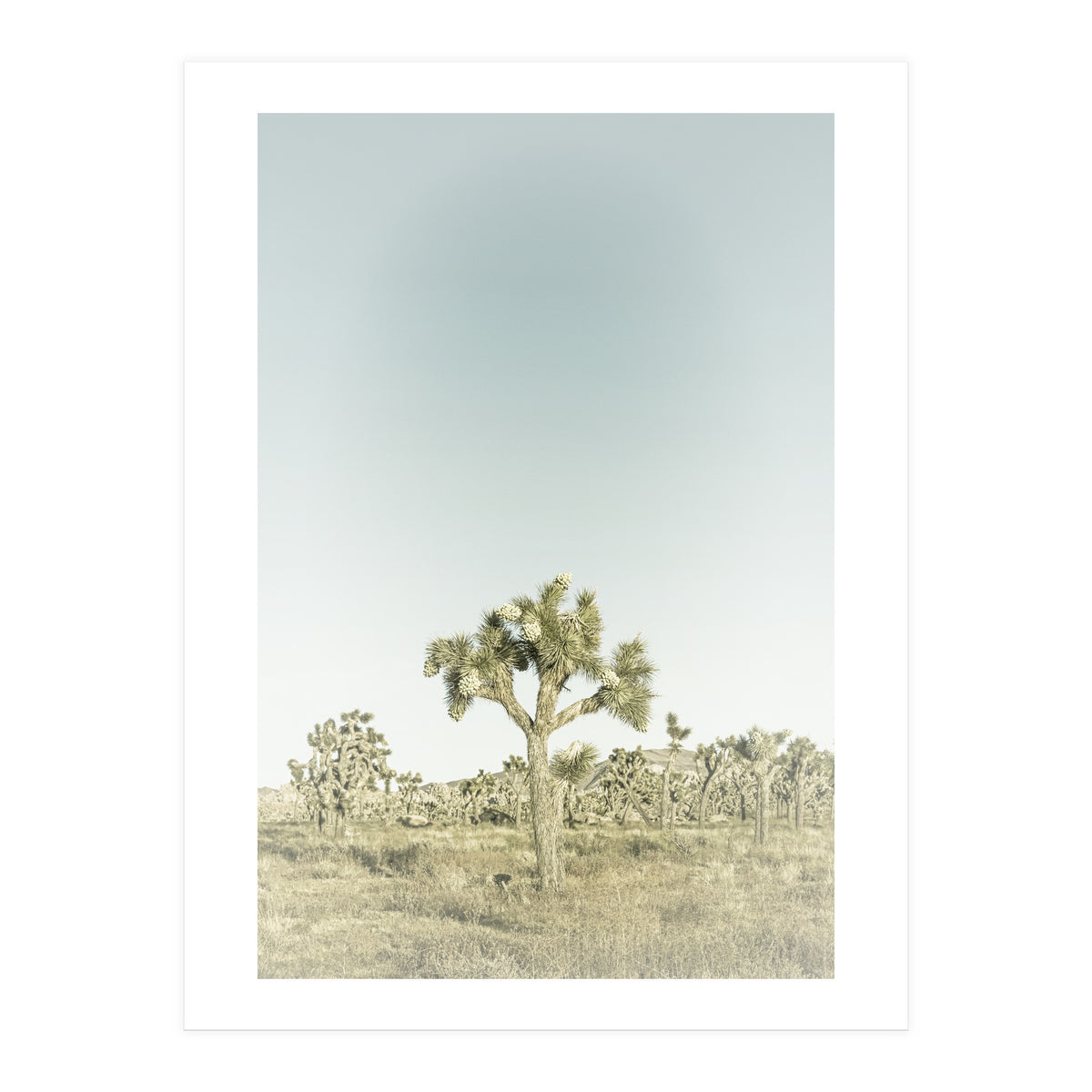 Vintage Joshua Tree  (Print Only)