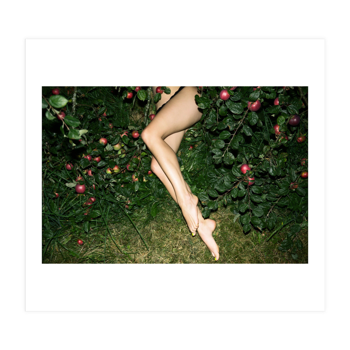 The Cider House Legs (Print Only)