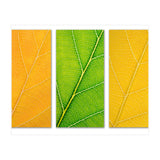 Autumn Leaves (Print Only) thumbnail