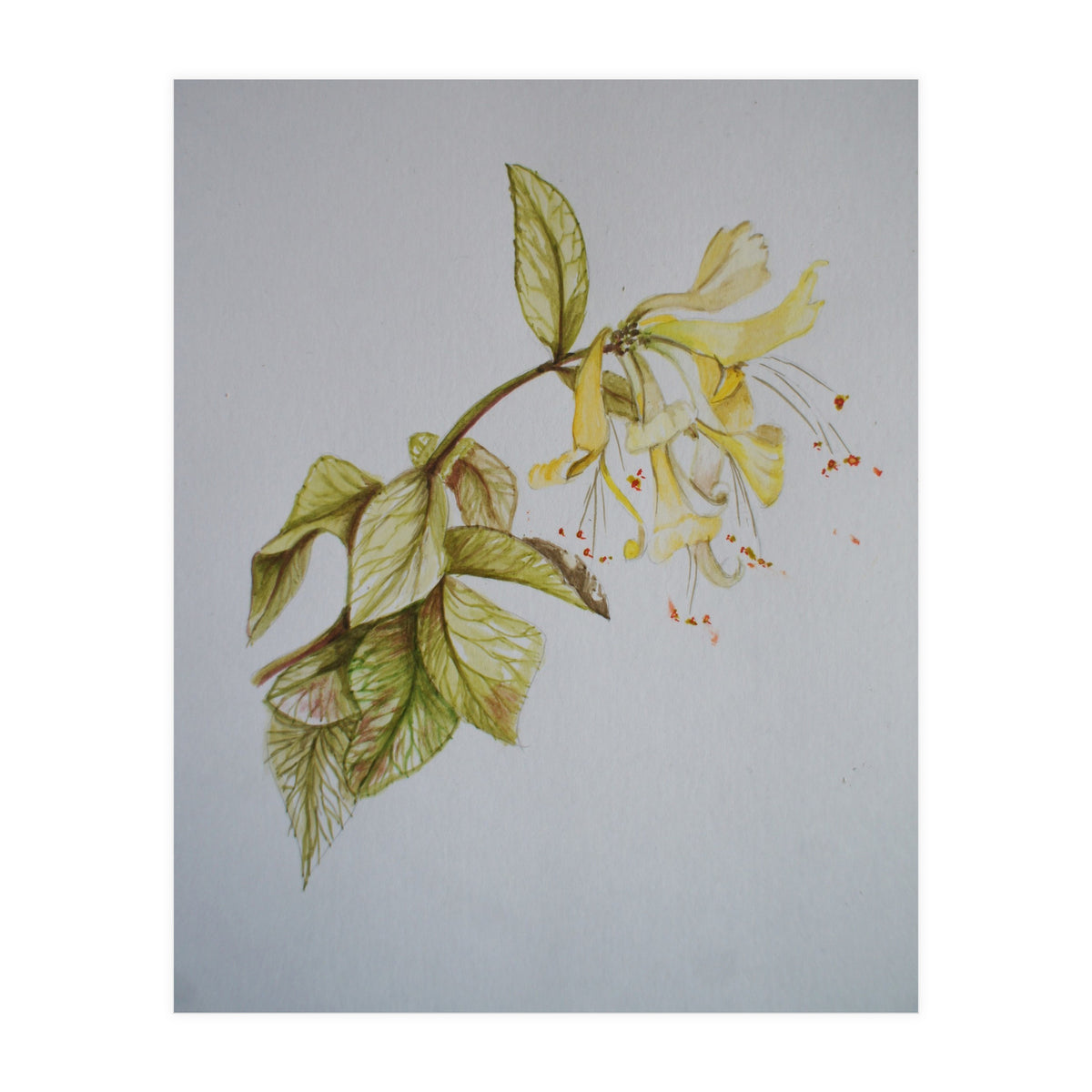 Honeysuckles (Print Only)