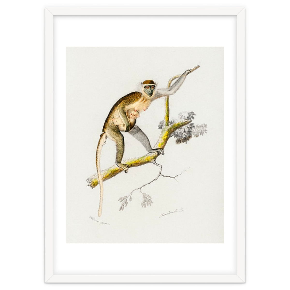 Cercopithecus griseus illustrated
