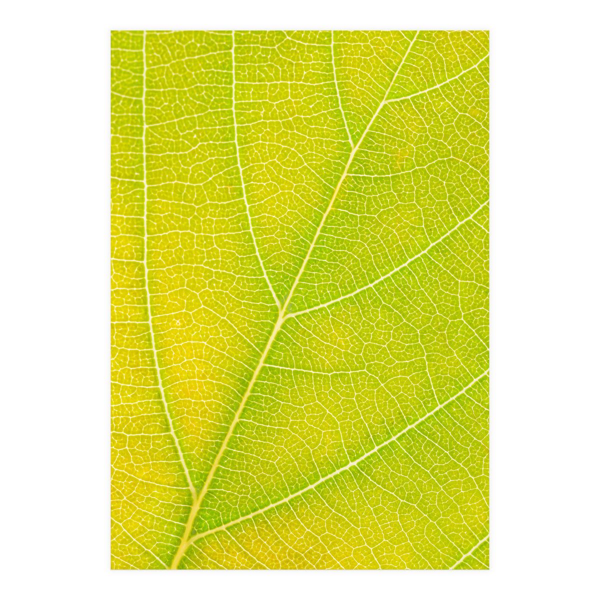 Autumn Leaf (Print Only)