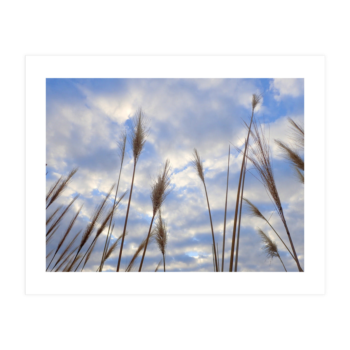 Autumn Grass (Print Only)