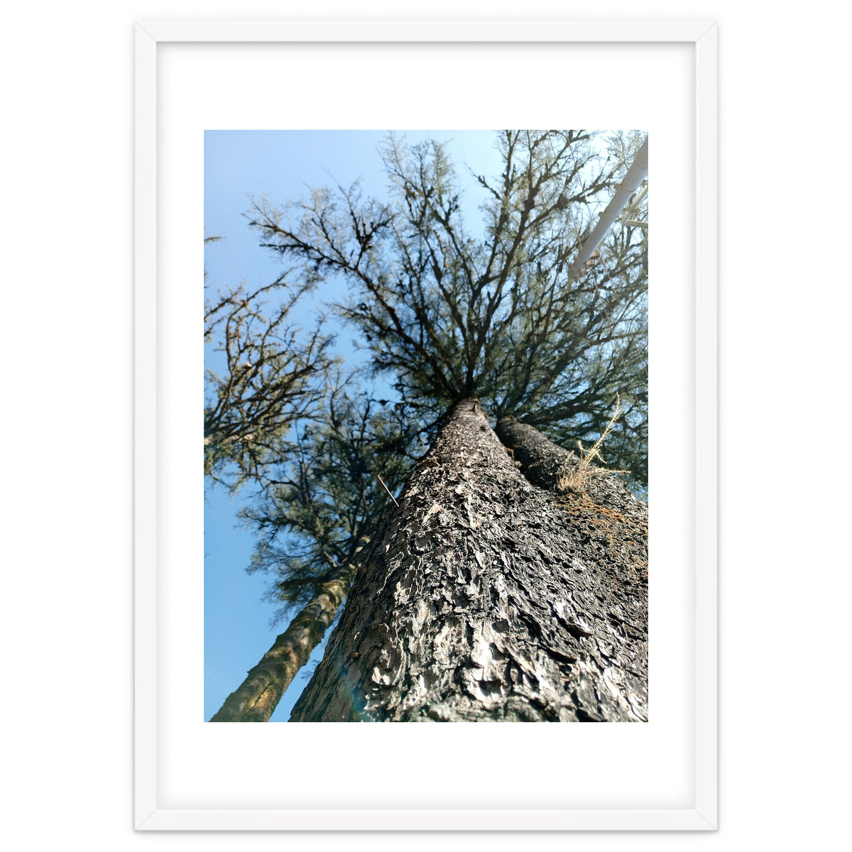 Ataraxia - Tree Series 1