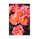 Rose  (Print Only) thumbnail