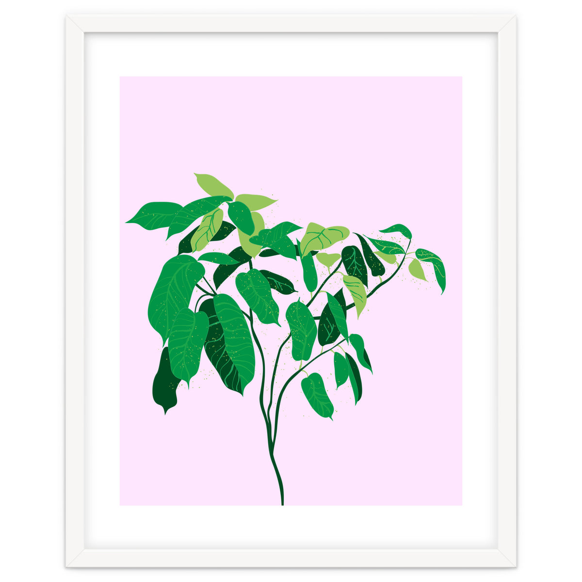 Ficus on Pink Background