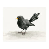 Blackbird ink drawing (Print Only) thumbnail