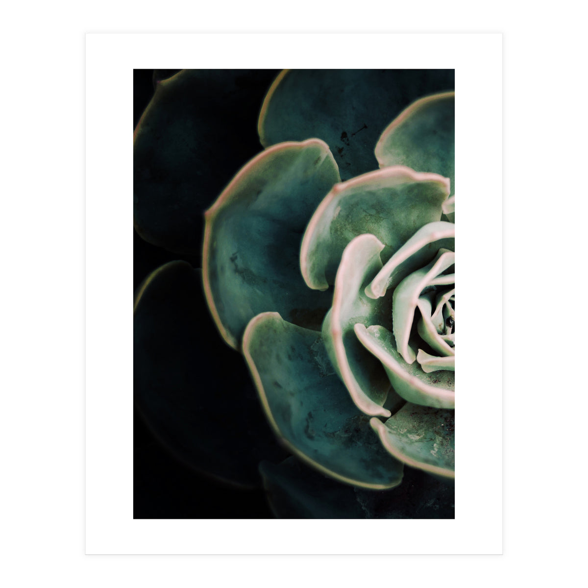 Darkside Of Succulents 4-E (Print Only)