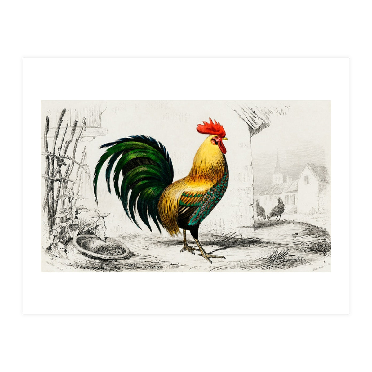 Cock illustrated (Print Only)