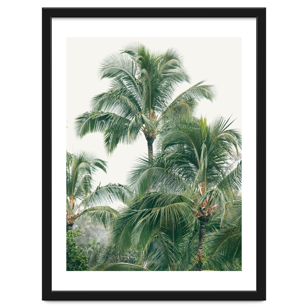Lush Palm Trees