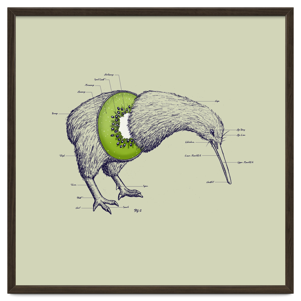 Kiwi Anatomy