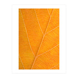 Autumn Leaf (Print Only) thumbnail