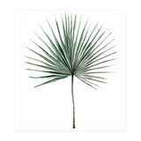 Botanical Illustration Fanpalm (Print Only) thumbnail