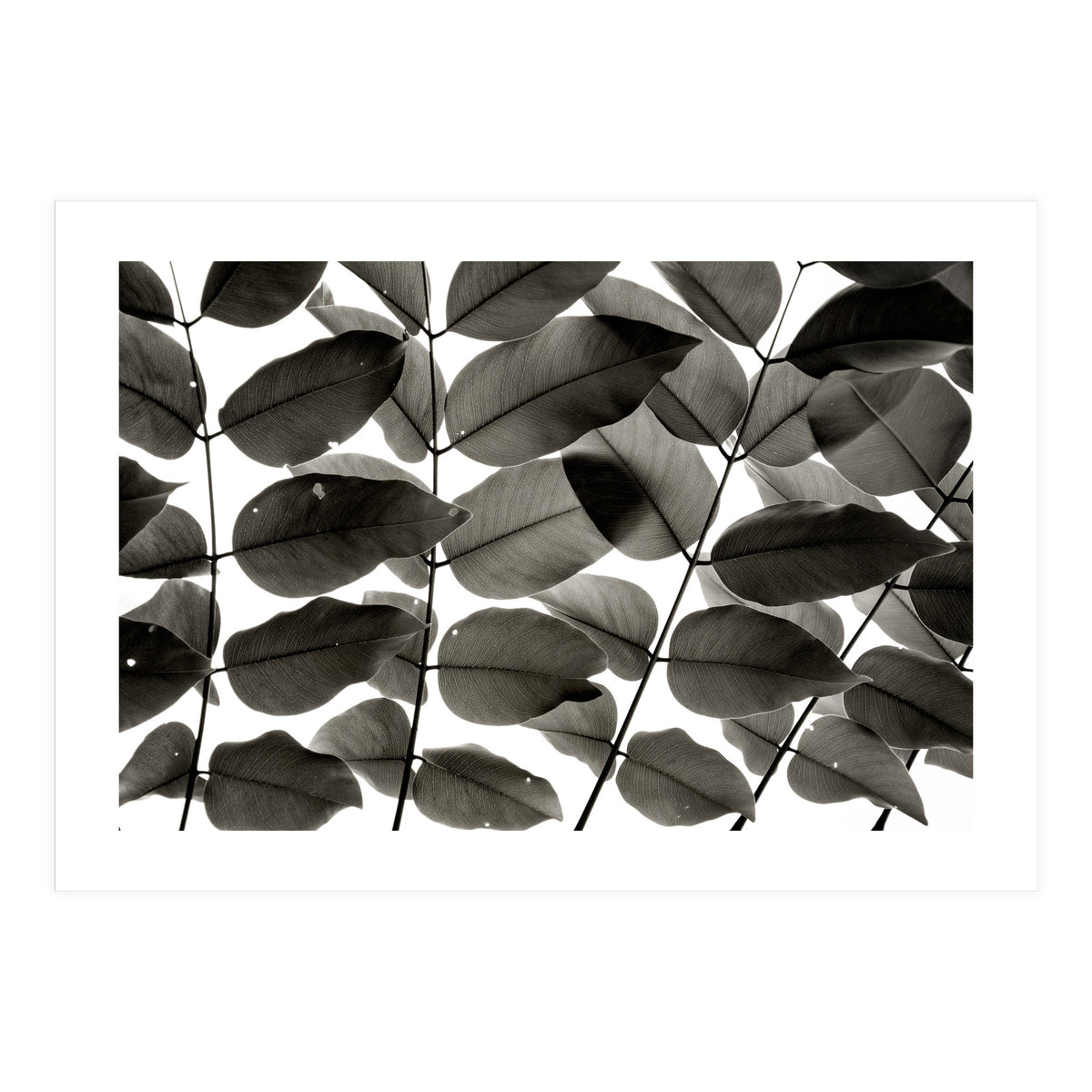 Branches and Leaves I (Print Only)