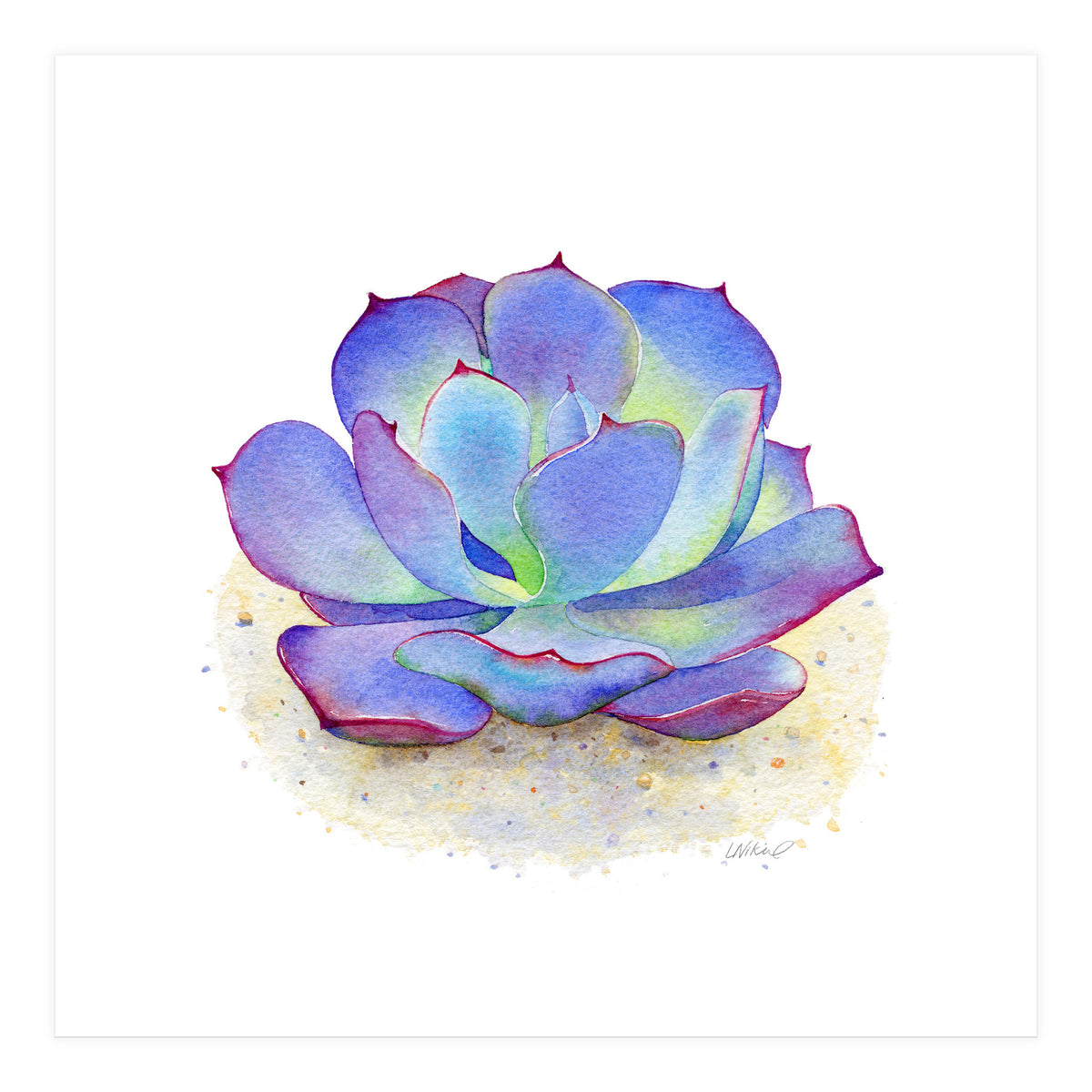 Blue Echeveria Succulent (Print Only)
