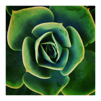 DARKSIDE OF SUCCULENTS XIII (Print Only)