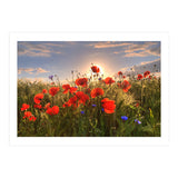 Poppies Light (Print Only) thumbnail