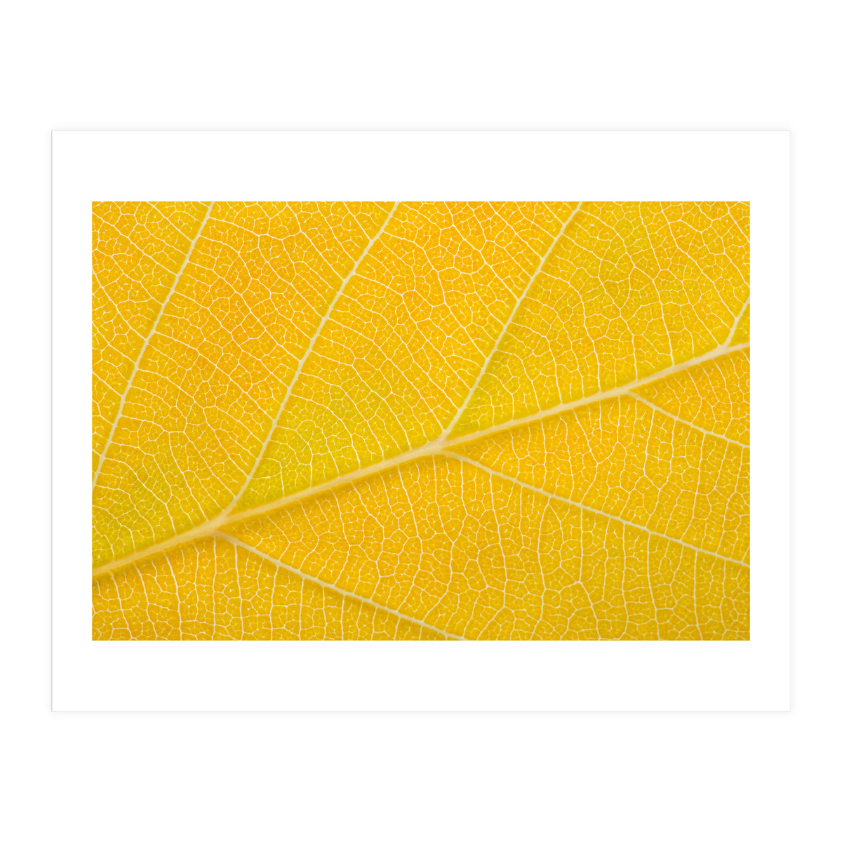 Autumn Leaf (Print Only)