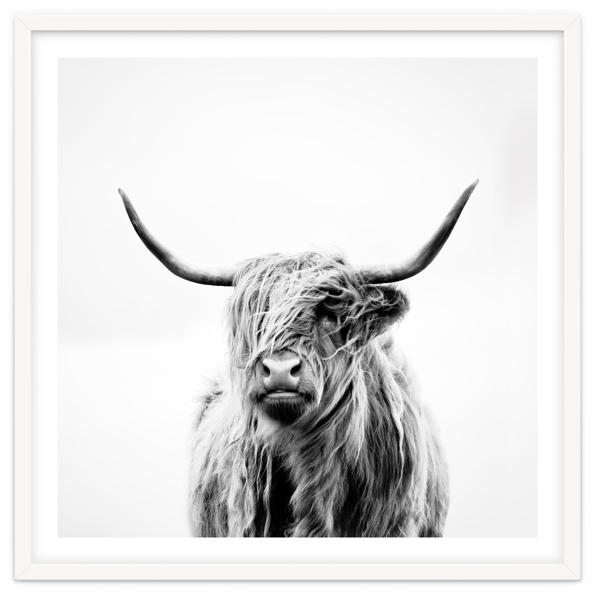 Portrait of a Highland Cow (Square Version)