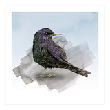 A watercolor drawing of a starling (Print Only) thumbnail