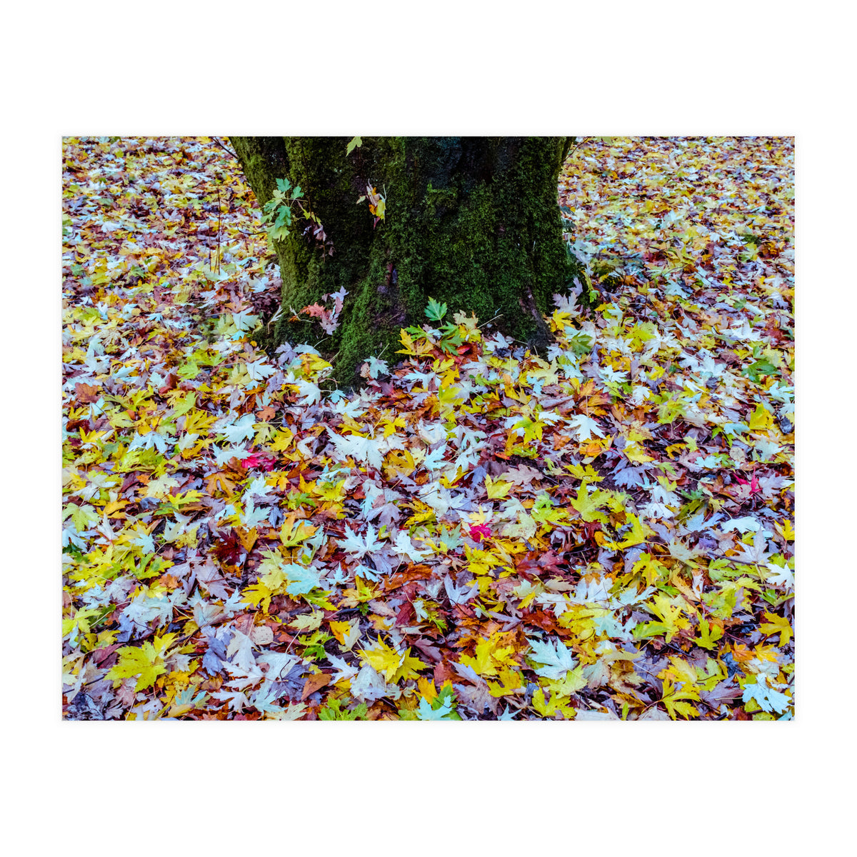 Autumn Leaves (Print Only)