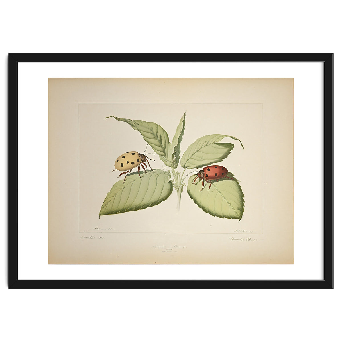 Vintage Ladybirds Illustration