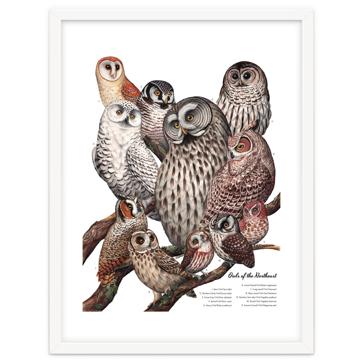 Owls Of The Northeast