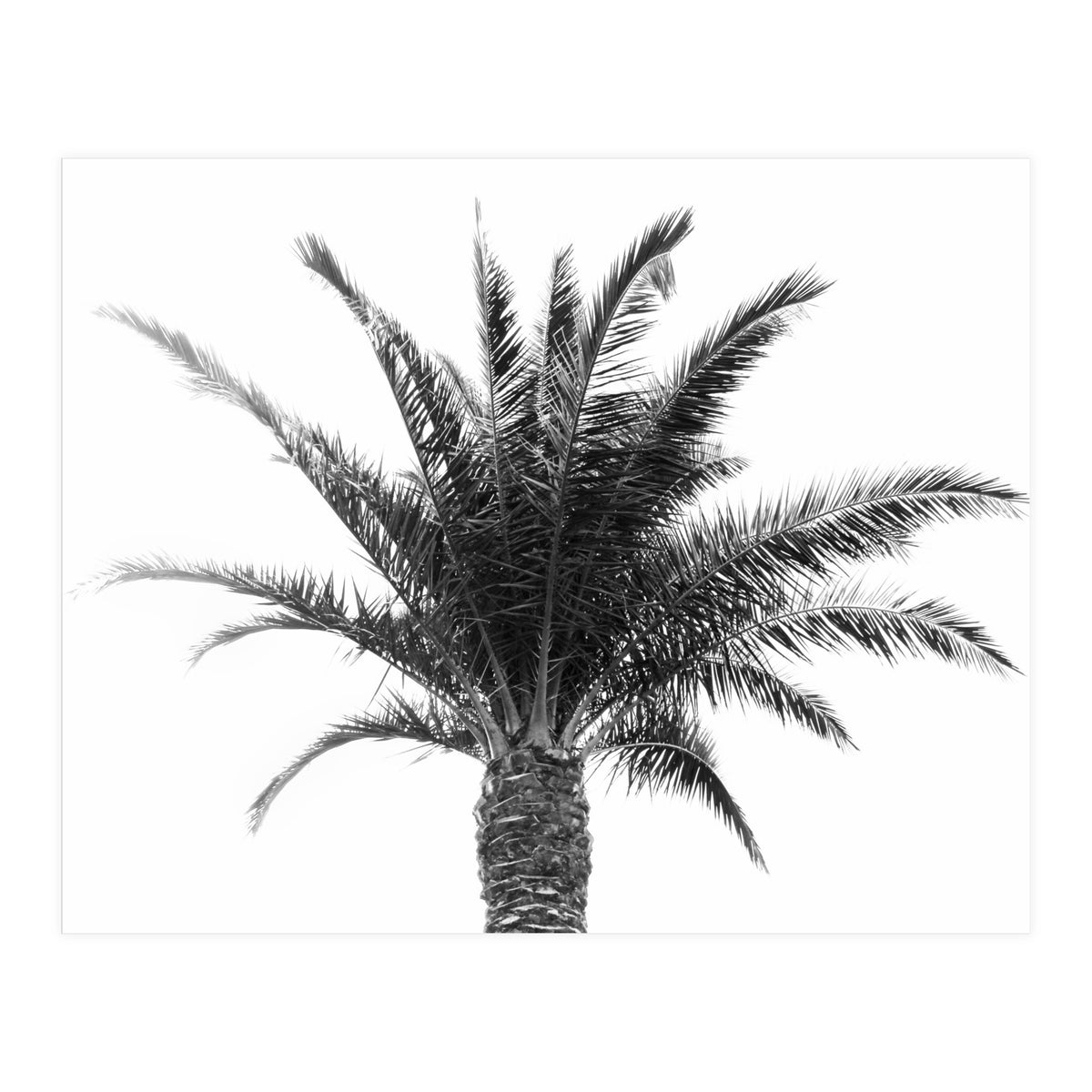 Palm Tree (Print Only)
