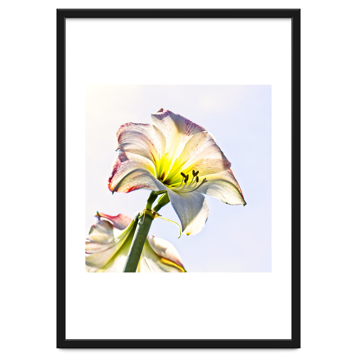Amaryllis 2