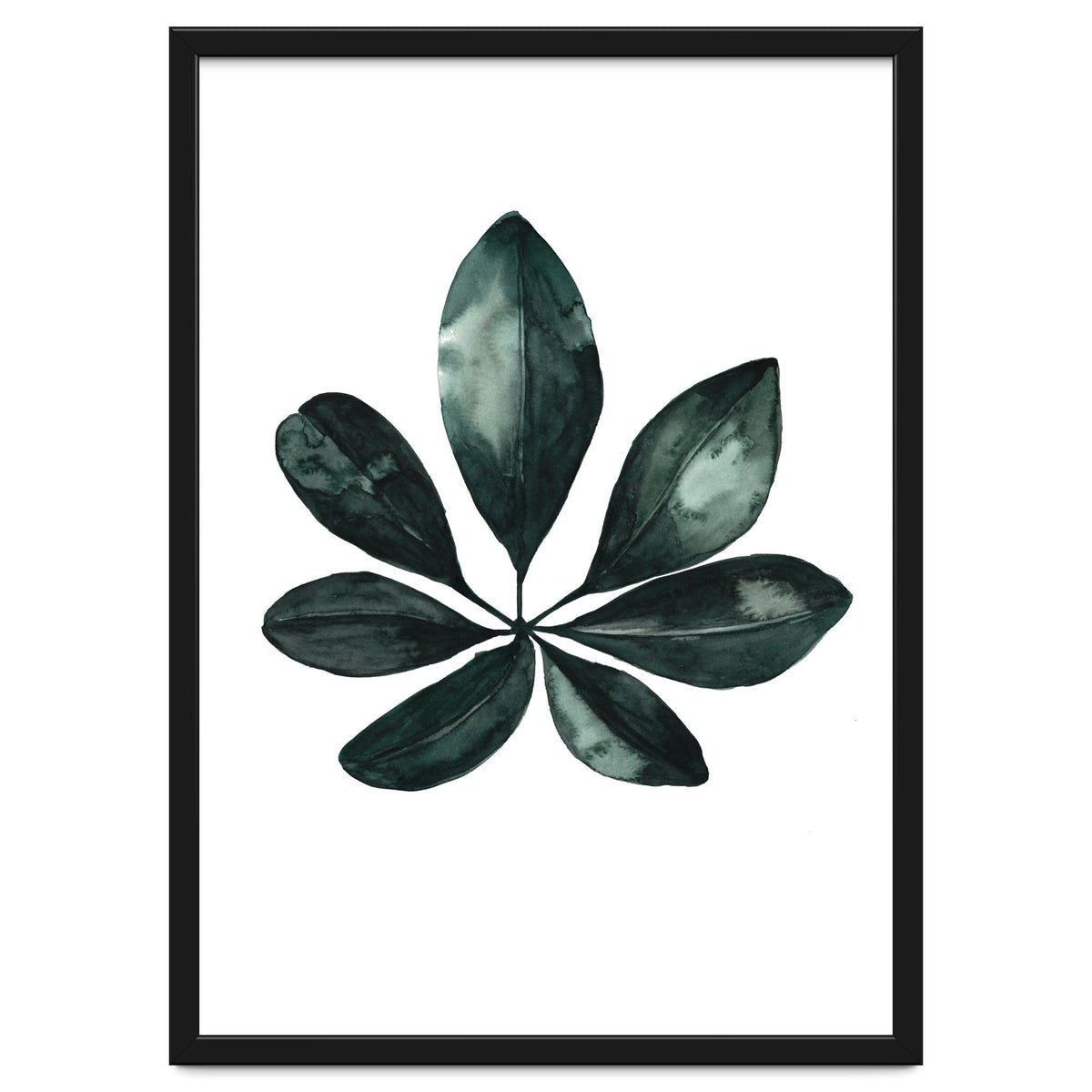Botanical Illustration Arboricola Schefflera