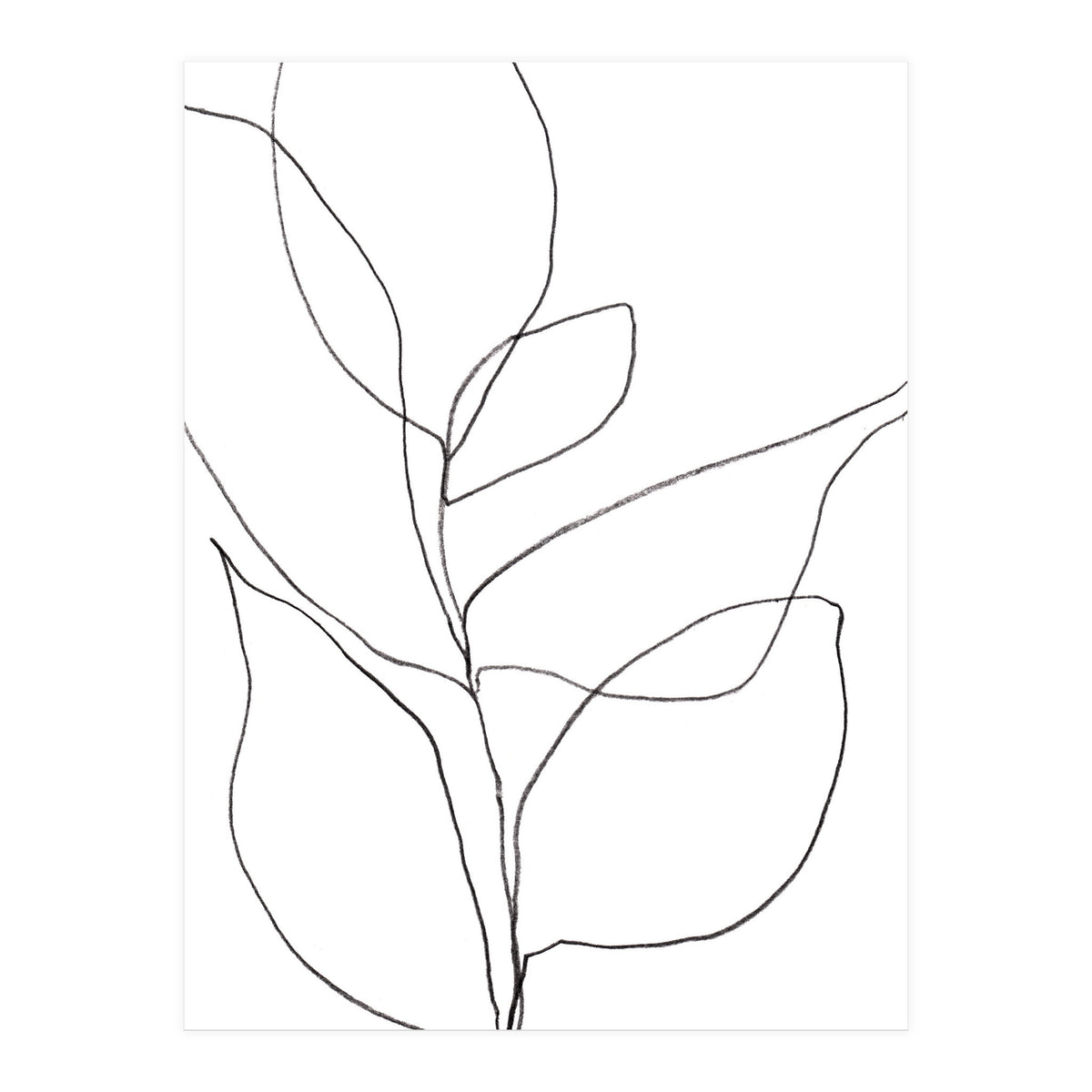 Plant Line Drawing (Print Only)
