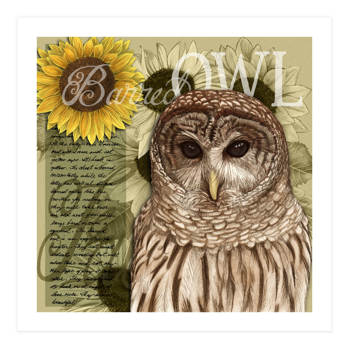 Sunflowers and Barred Owl (Print Only)