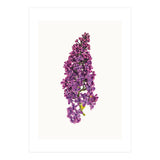 Cc Flower 07 (Print Only) thumbnail