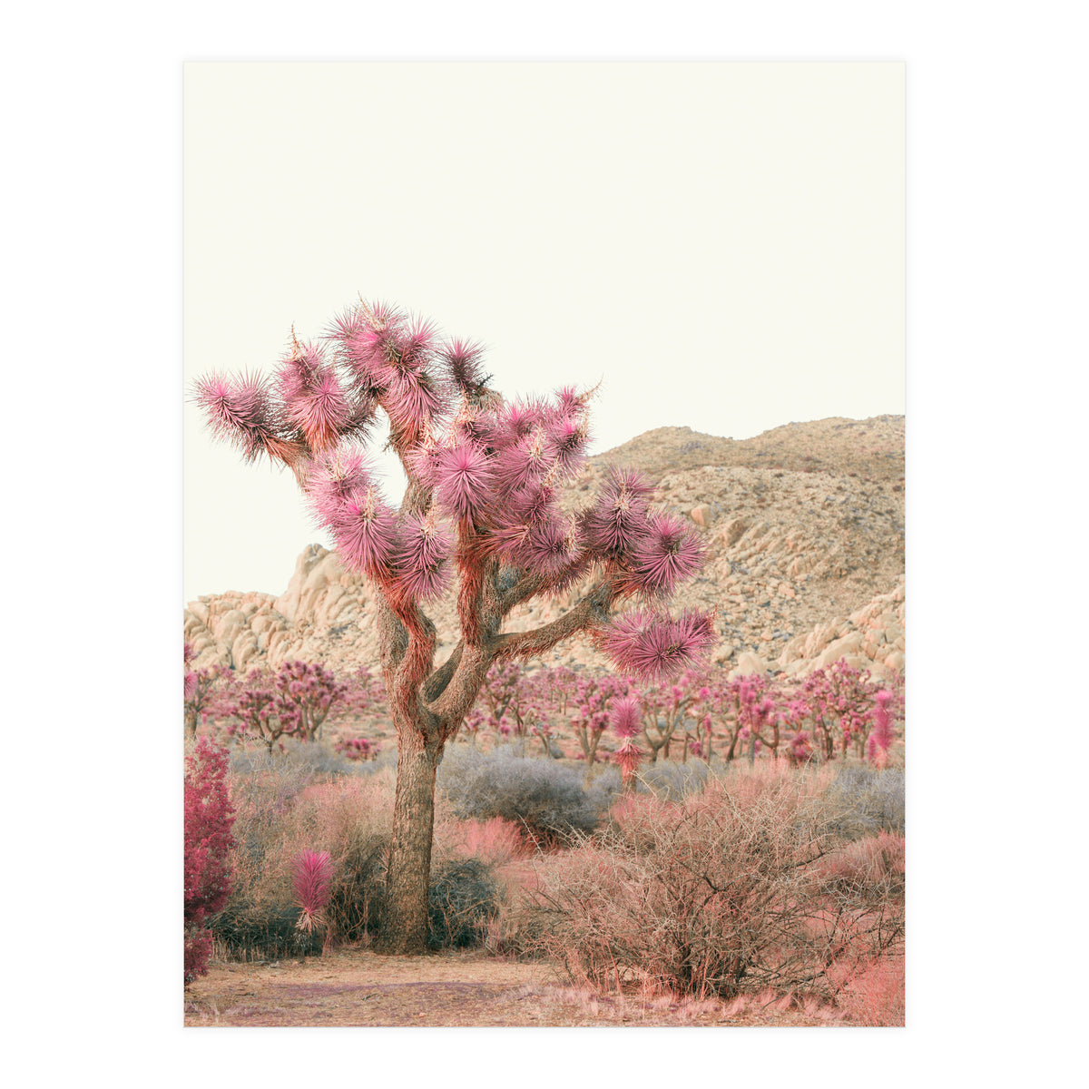 Boho Joshua Tree Cactus (Print Only)