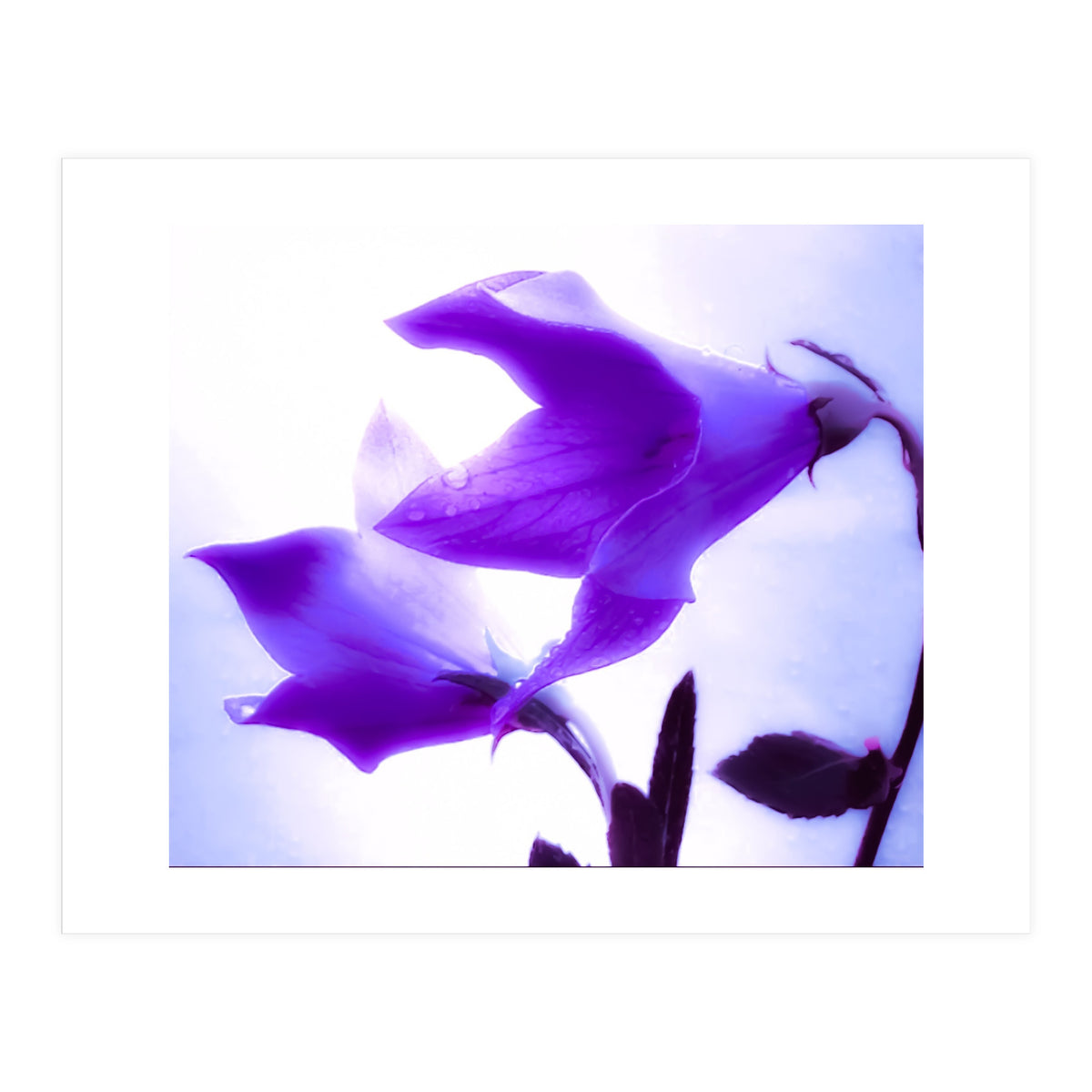 Innocent flowers  (Print Only)