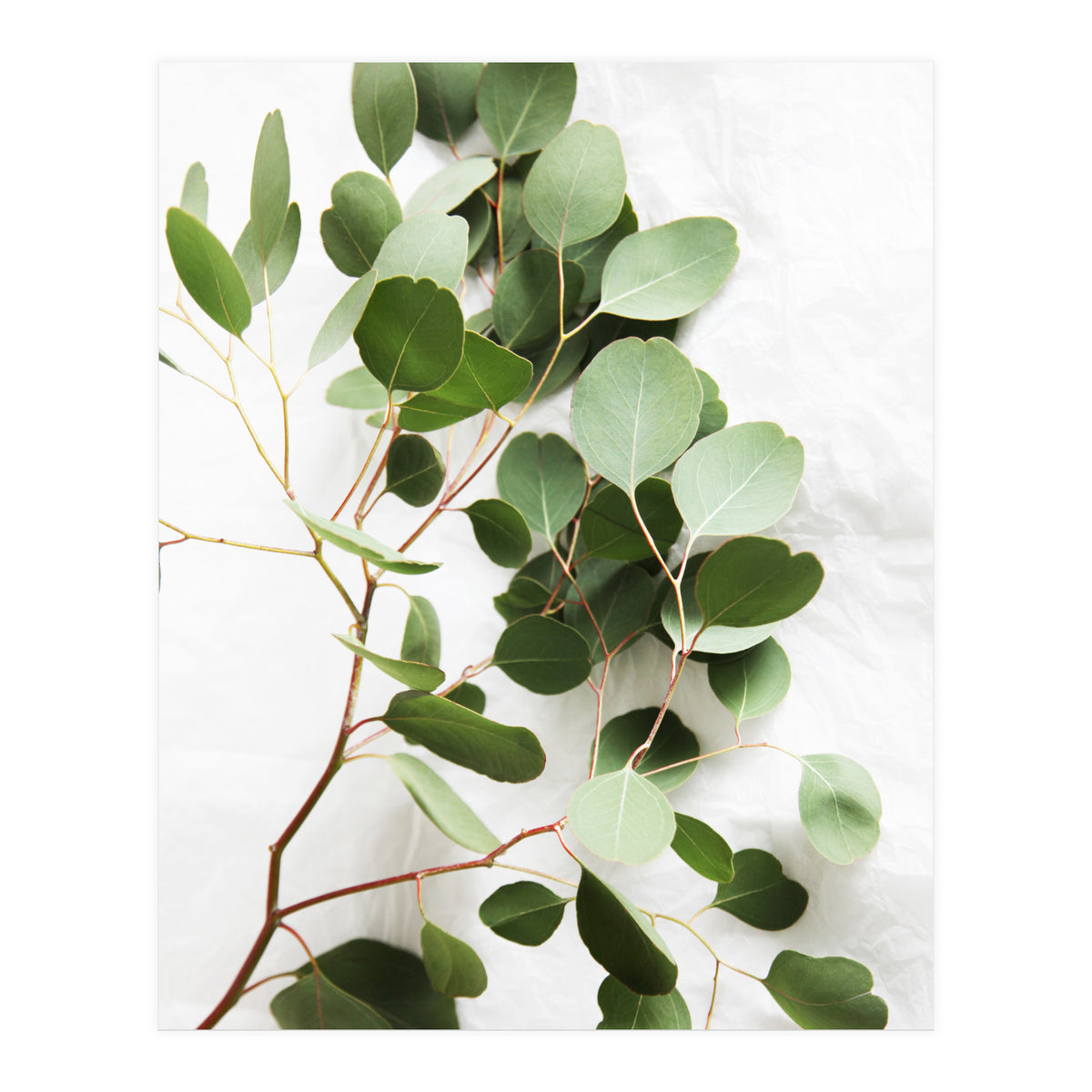 Eucalyptus (Print Only)