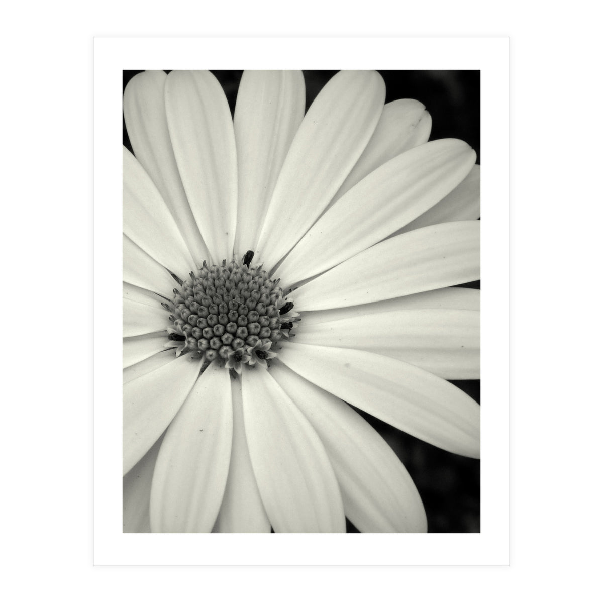 Simplicity  (Print Only)