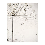 Herbstblume (Print Only) thumbnail