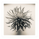 Dahlia (Print Only) thumbnail