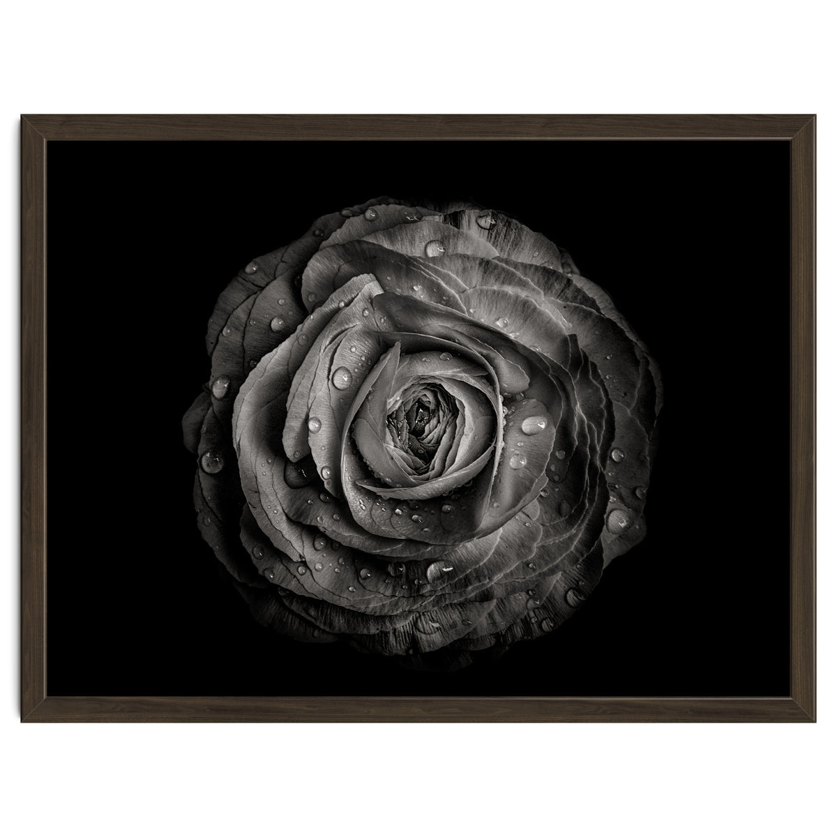 Backyard Flowers In Black And White 72