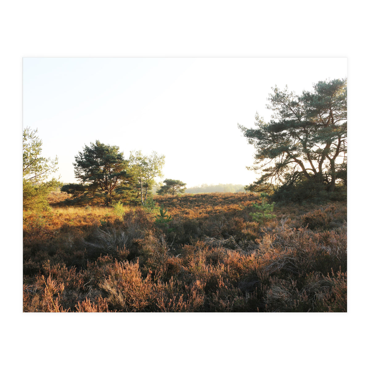 Heath landscape (Print Only)