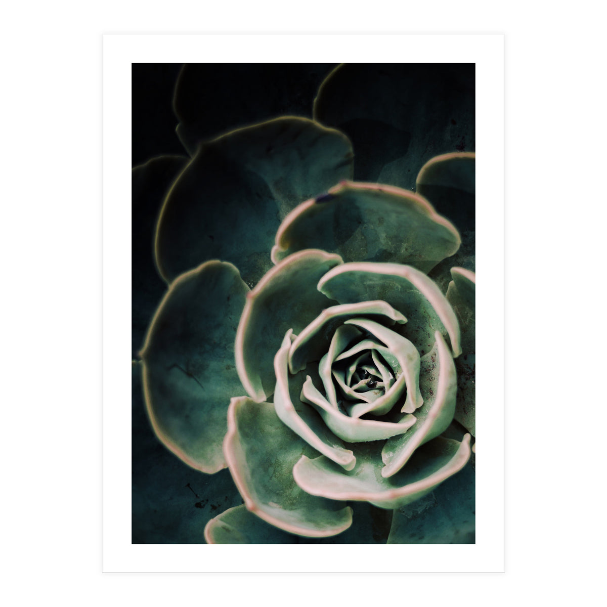 Darkside Of Succulents 4-D (Print Only)