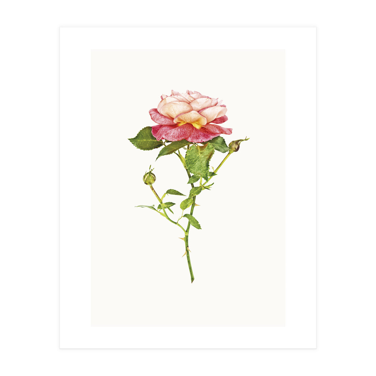 Cc Roses 03 (Print Only)