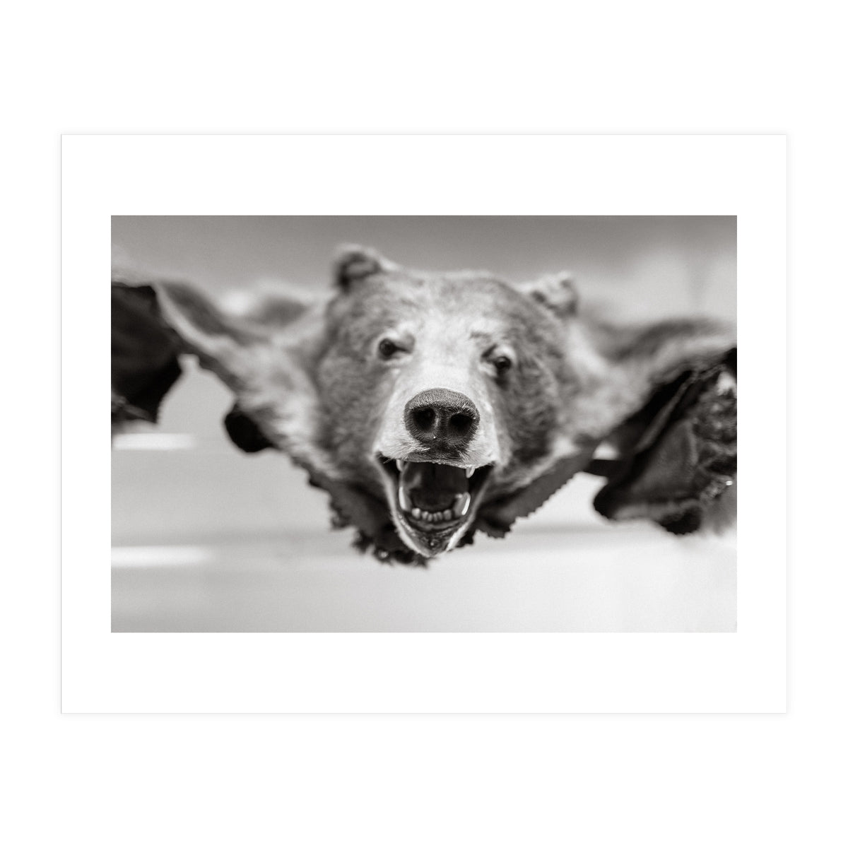 Bear Skin (Print Only)