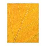 Autumn Leaf (Print Only) thumbnail