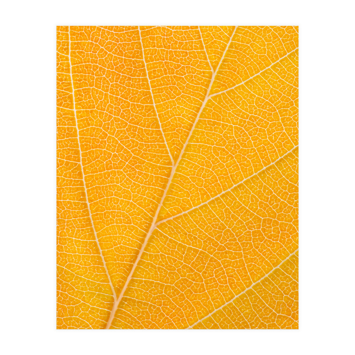 Autumn Leaf (Print Only)