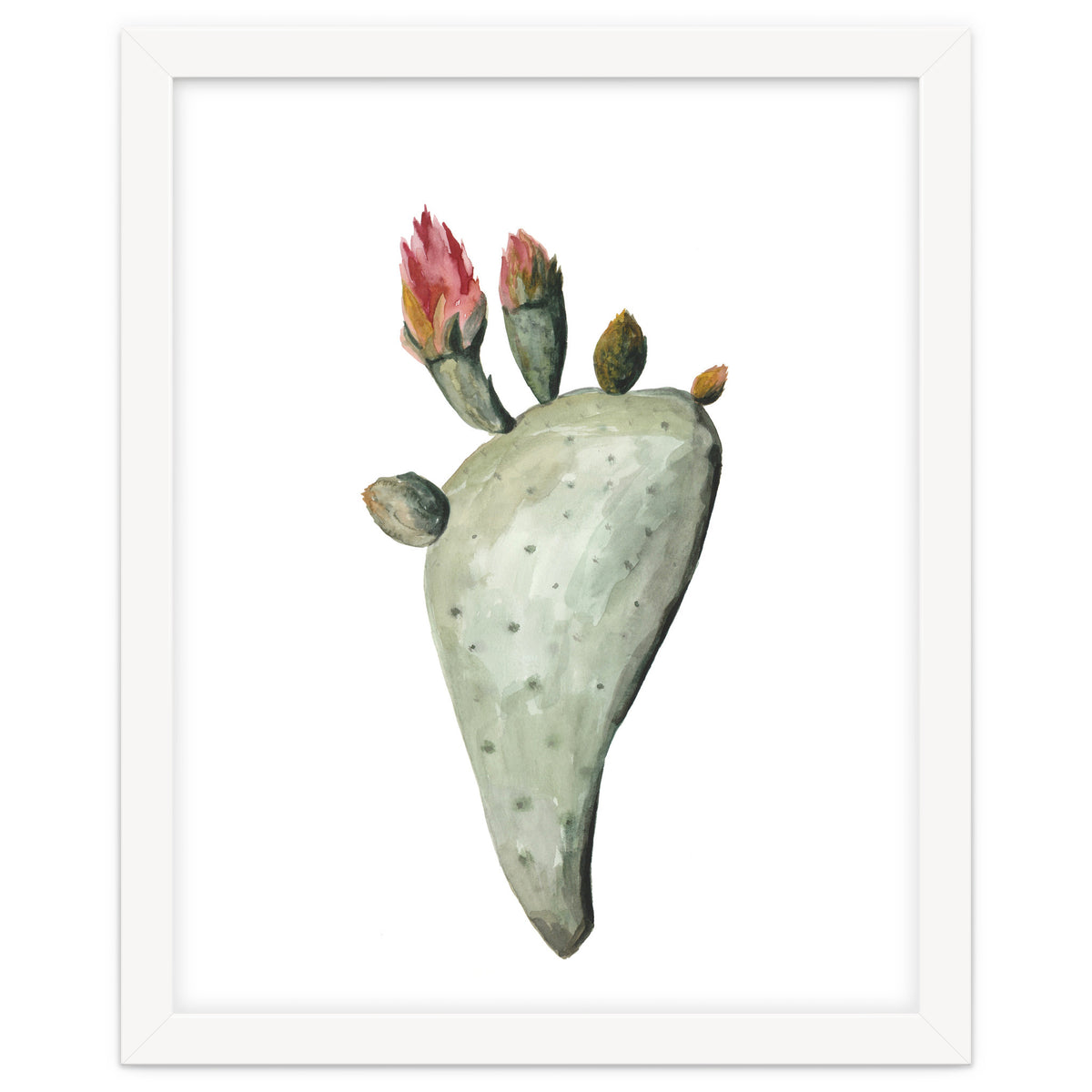 Botanical Illustration Cactus Flowers