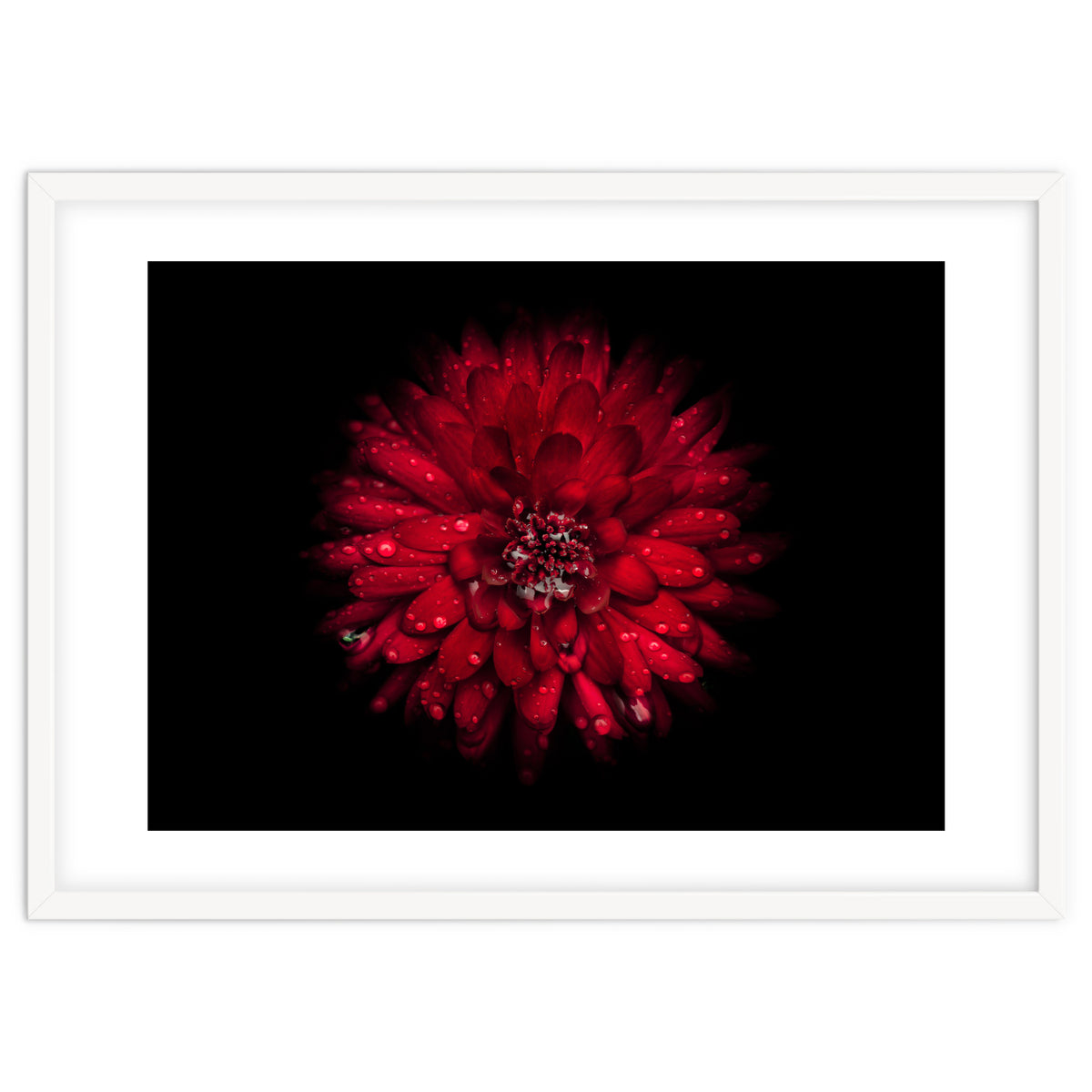 Backyard Flowers 45 Color Version